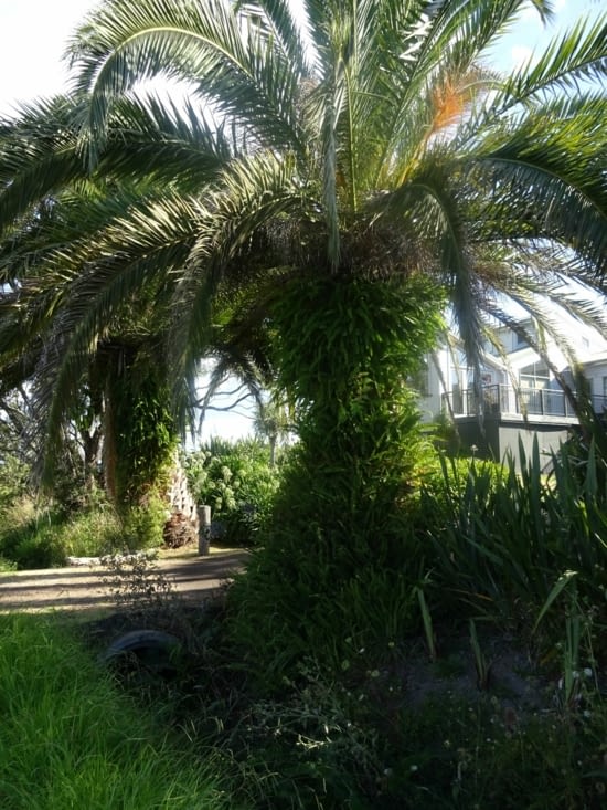 Les palmiers avec pleins de fougères !!