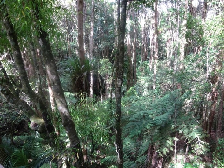 Fougères arborescente