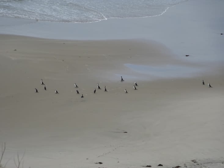 Grand Cormoran sur le plage