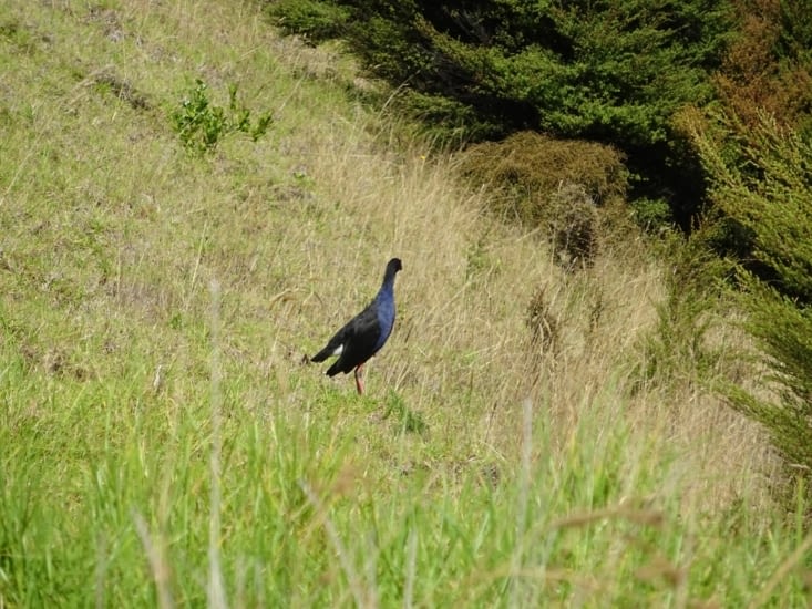 Un oiseau NZ