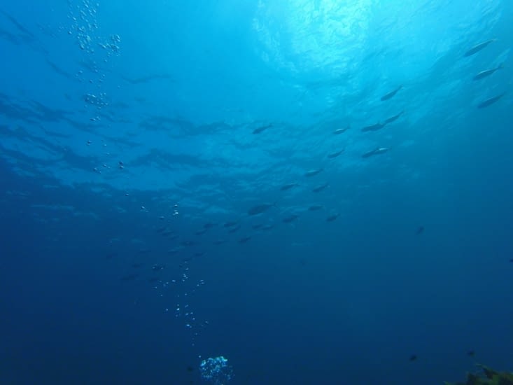 Des petites bulles avec les poissons