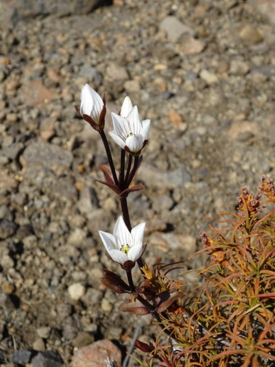 Et petite fleur blanche