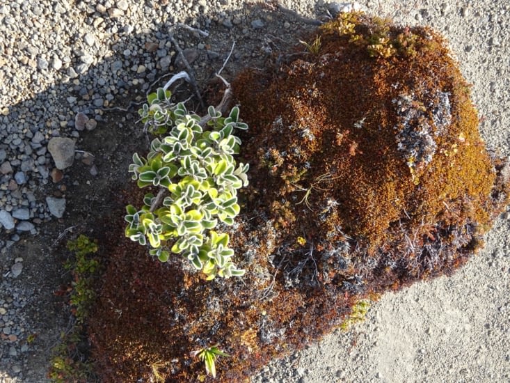 Il y a quand même quelques petites plantes ....