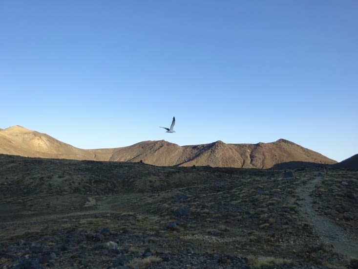Une mouette passe par là ..