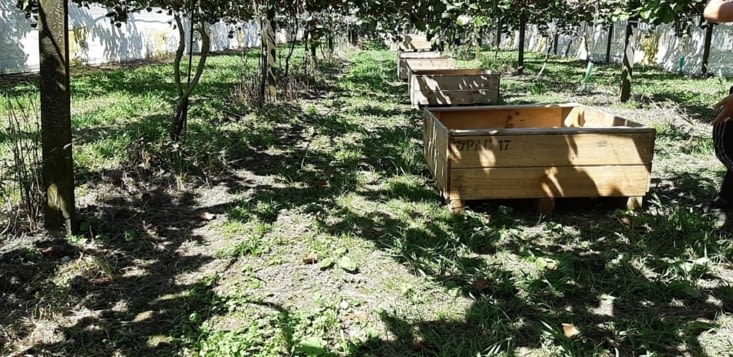 Les rangés de kiwis !!