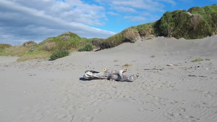 Fleur trouvé sur la plage