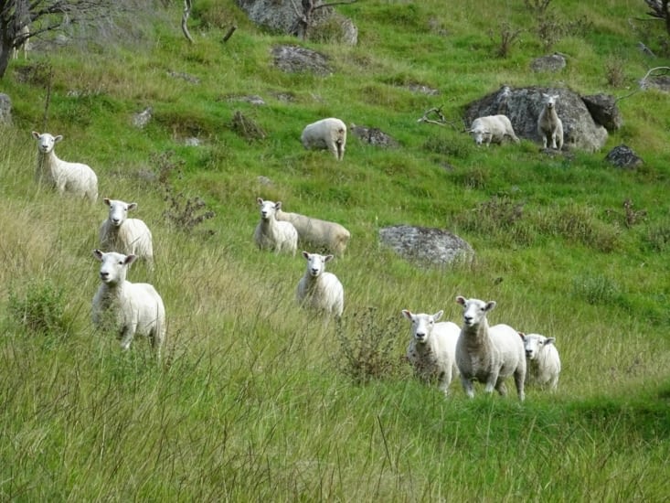 Moutons !
