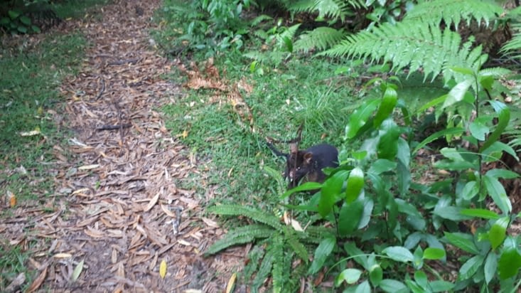 Opossum sur le chemin ...