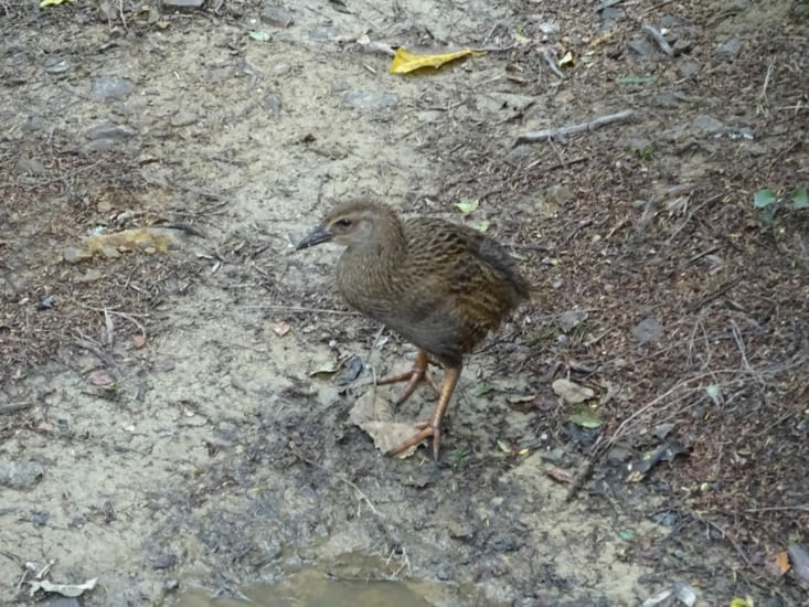 Plein de weka sur le chemin ... Mignon en apparence mais ce sont de vrai voleurs !