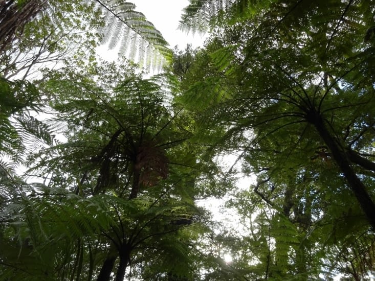 Toujours des fougères
