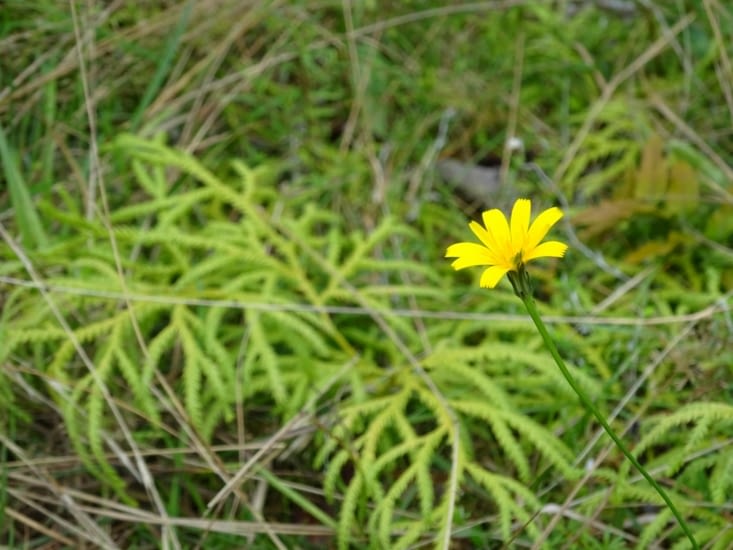 Une belle fleur jaune