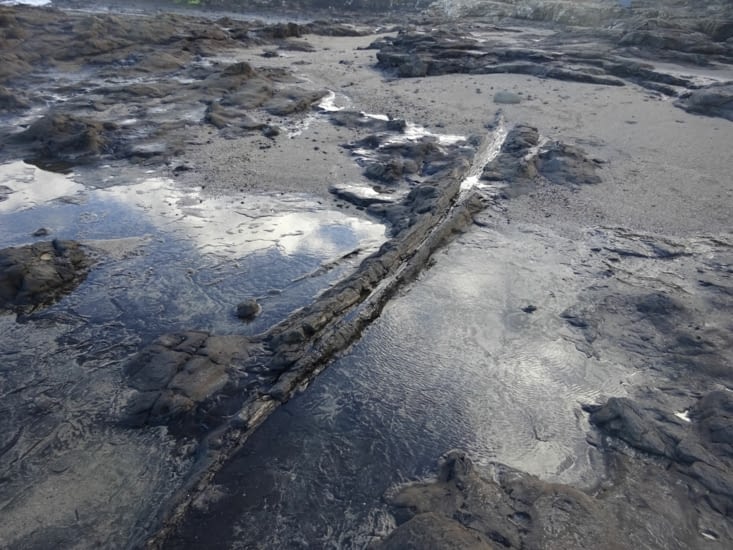 Arbres fossilisés à Curio bay, datant d'il y a 180 millions d'années