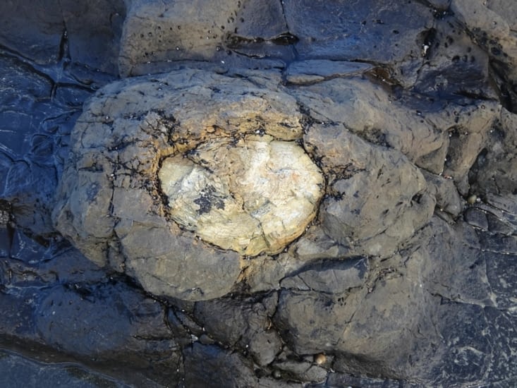 Arbres fossilisés à Curio bay, datant d'il y a 180 millions d'années