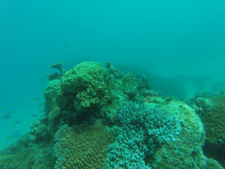 Coraux bleus et beaux poissons