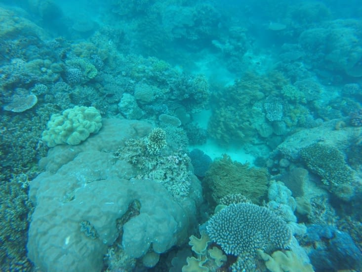les coraux