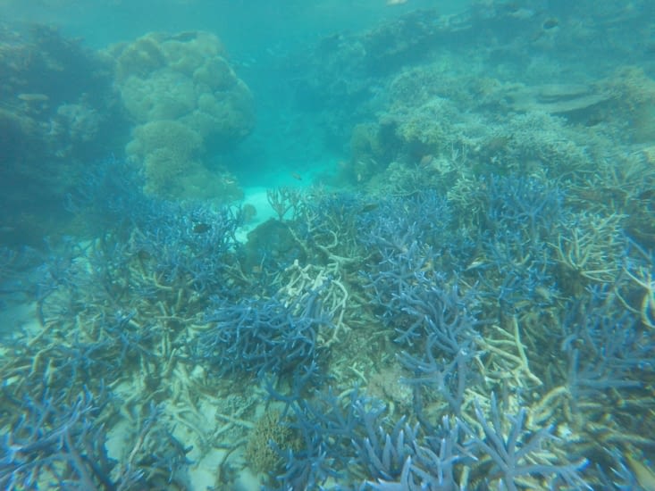 Les coraux bleus