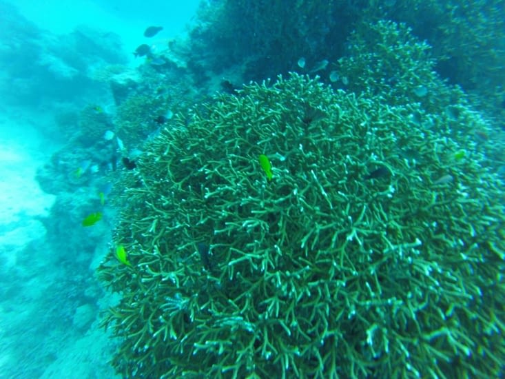 Les coraux et poissons tropicaux