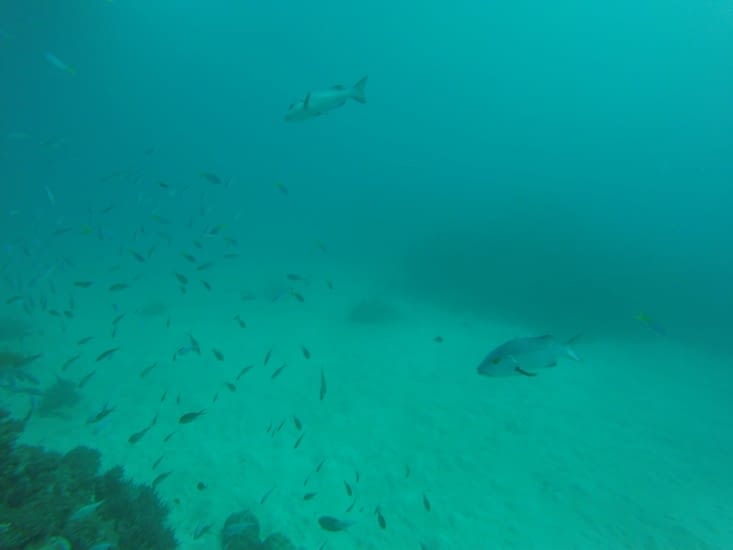 petits et gros poissons