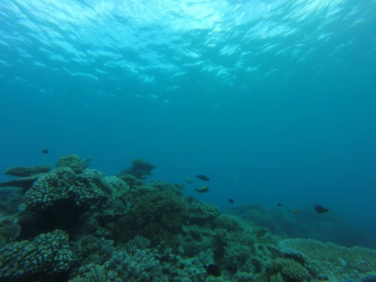 petits poissons toujours