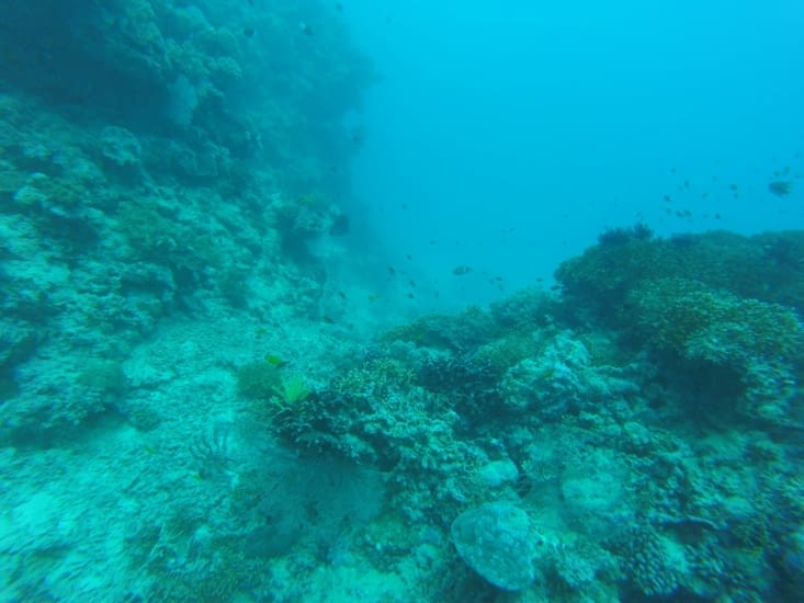 Pleins de petits poissons!!