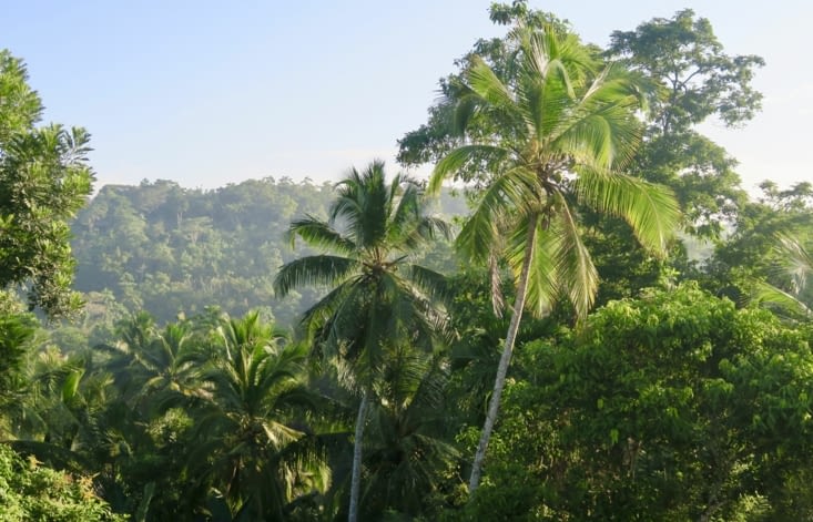 7h30, les palmiers sont déjà bien réveillés