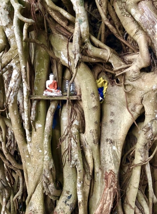Tout petit Bouddha caché dans le banian.