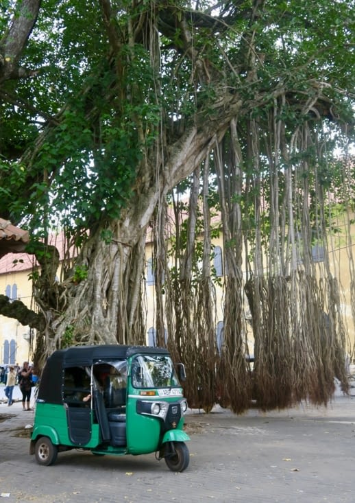 Un arbre à cheveux ! Un banian en fait.
