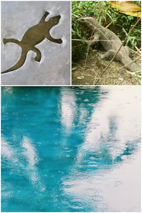 Au revoir le varan, les palmiers ! (même sous la pluie c’est magnifique)