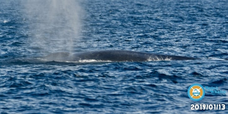 Baleine bleue, jusqu’a 25 m de long !)