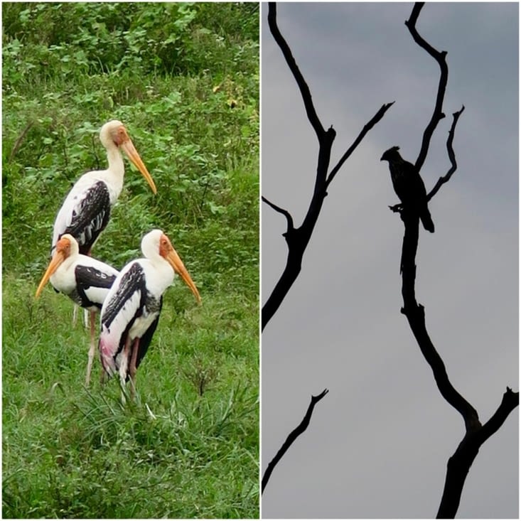 Des cigognes, un aigle