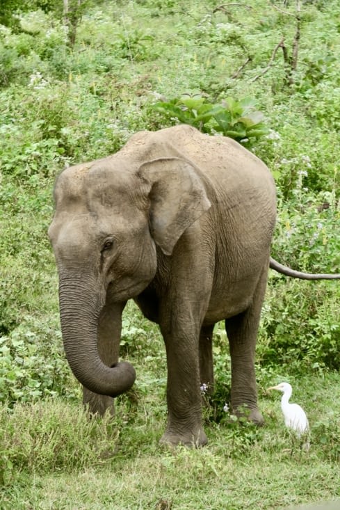 Un des derniers éléphants rencontrés, pour terminer un safari de près de 3h intenses