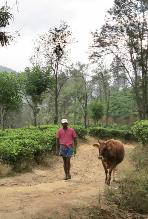 Croisés à la fin de la descente, parmi les champs de thé