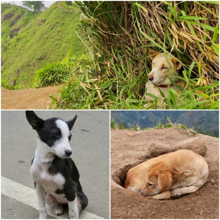 Croisés tout au long de la journée. Les chiens sont omni présents au Sri Lanka.
