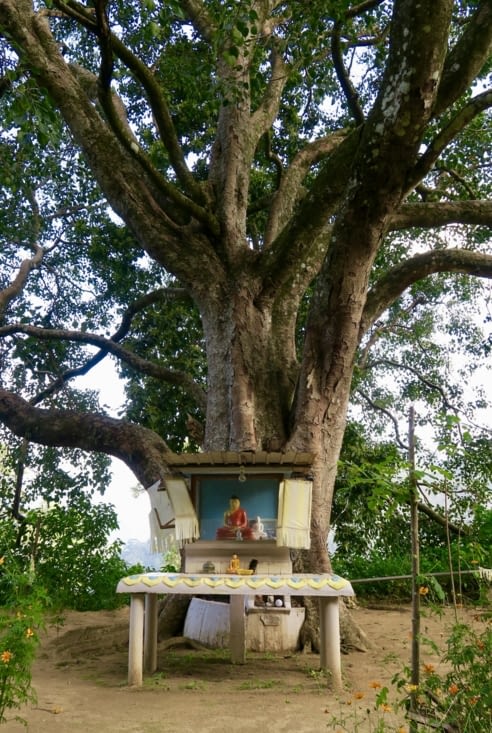 ... un petit Bouddha sous son arbre sacré...