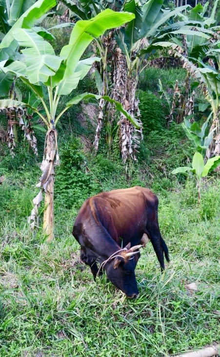 ... une vache couleur bois fumé...