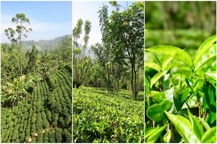 En fait, l’art du thé rappelle vraiment celui du vin !