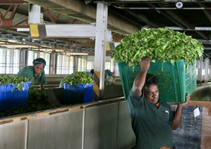 Les centaines de kilos de feuilles cueillies le matin sont pré-séchées.