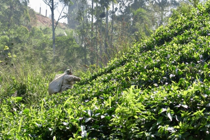 Une cueilleuse en plein soleil