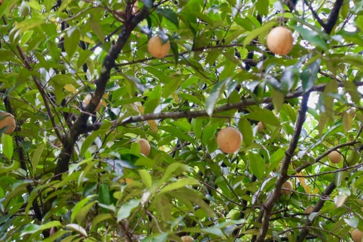 En fait, c’est un muscadier, qui produit donc...