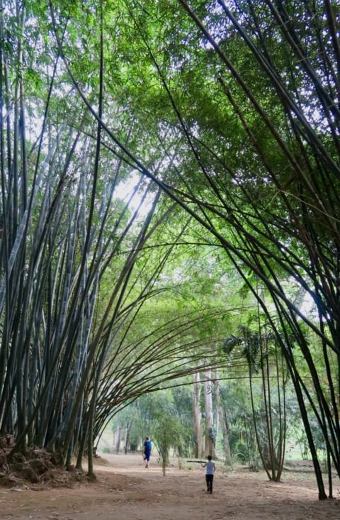 La collection de bambous