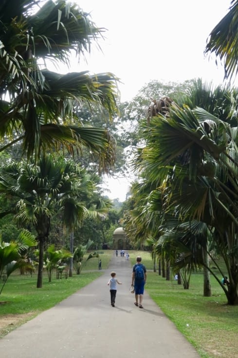 L’allée des doubles cocotiers