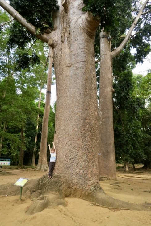 Un arbre colossal...