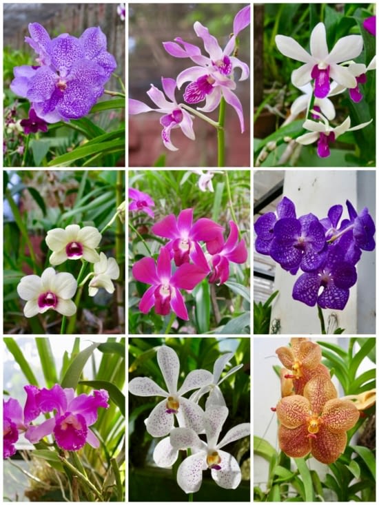 Orgie de couleurs dans la serre à orchidées