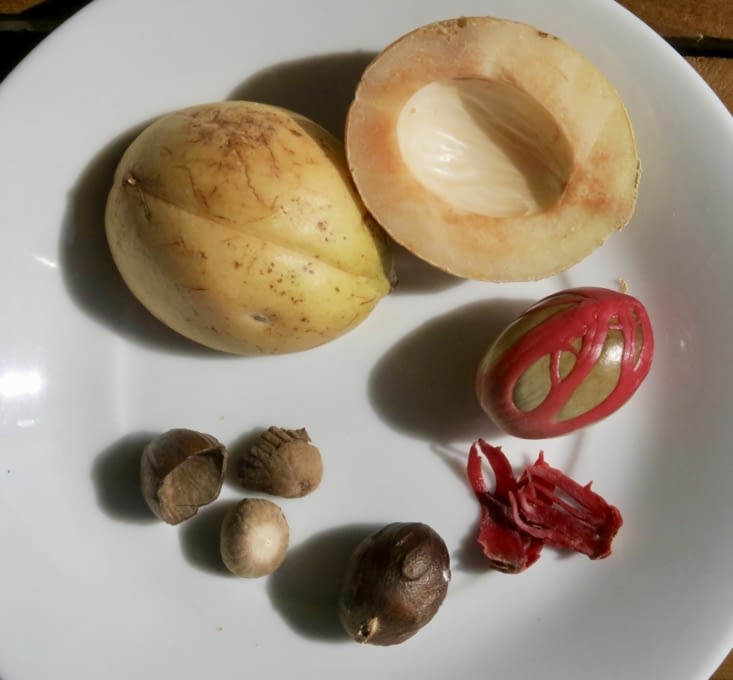 Une muscade décortiquée