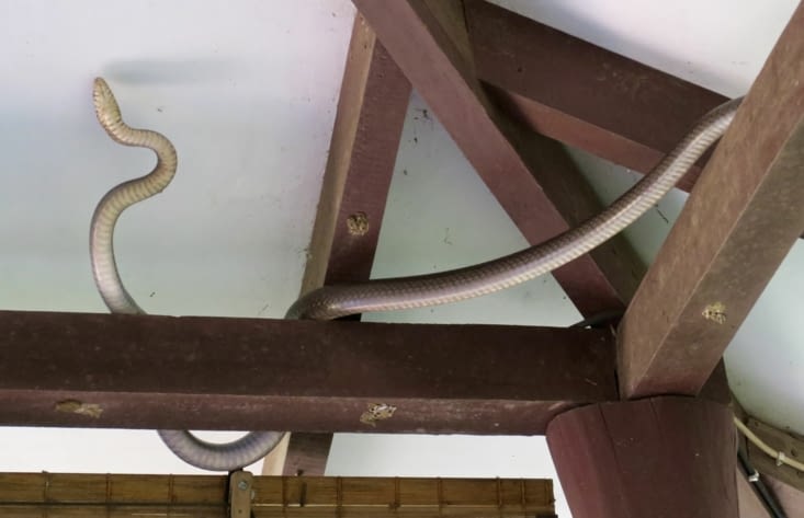 Un beau bestiau d’1m50 de long, au moins !