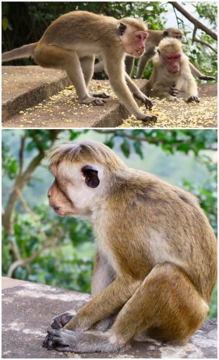 Ils peuvent être très agressifs s’ils nous voient avec de la nourriture.