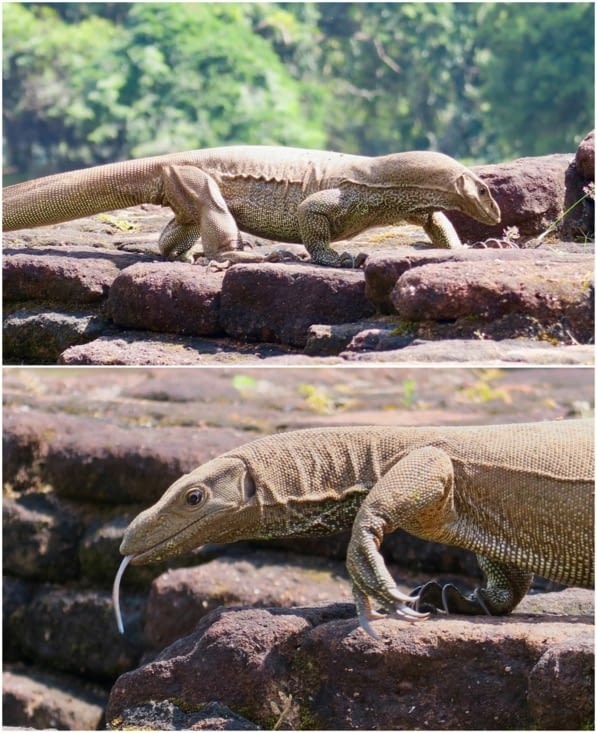 On y croise un bel iguane pas très farouche.