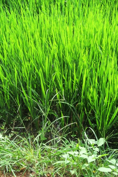 Les plants de riz sont en permanence immergés. Peut-être le secret de cette luminosité ?..