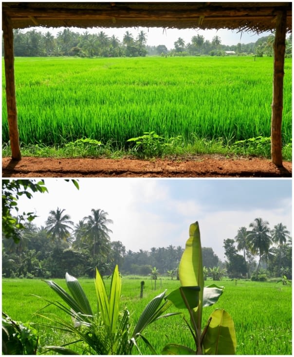 Pause déjeuner devant des rizières.