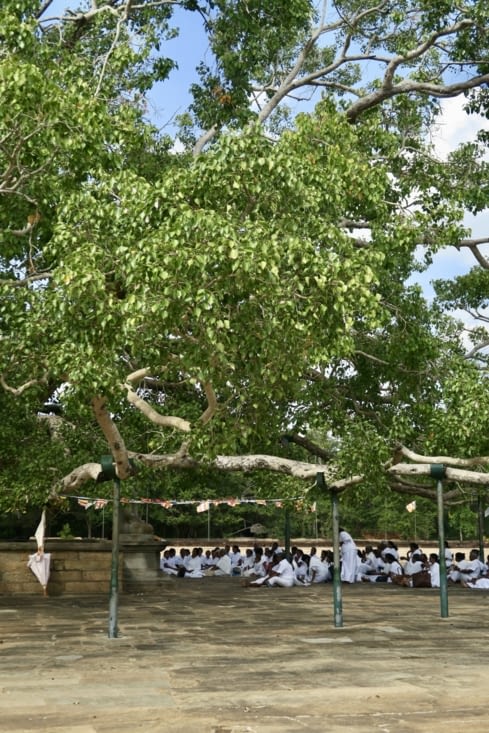 Dans l’enceinte du dagoba se déroule une cérémonie, sous un arbre de Bouddha.